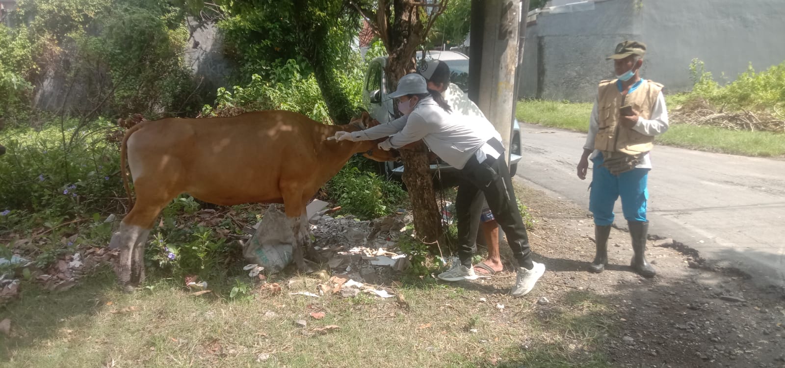 Pelaksanaan Vaksinasi PMK Pada Hewan Ternak Di Kelurahan Padangsambian